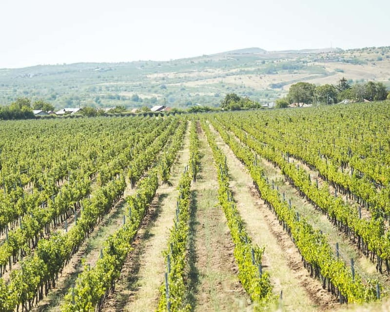 Bucharest: Tour The Wine Road, 2 Boutique Wineries in 1 Day - What you get for the money, and where the costs land