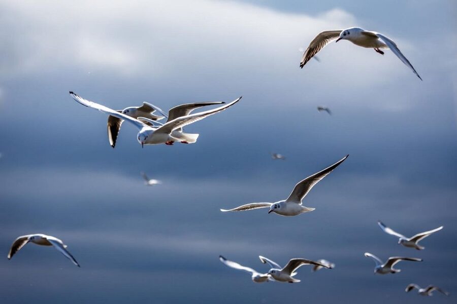 Danube Delta - 2-Day Tour from Bucharest - Why this Danube Delta trip works in just 2 days