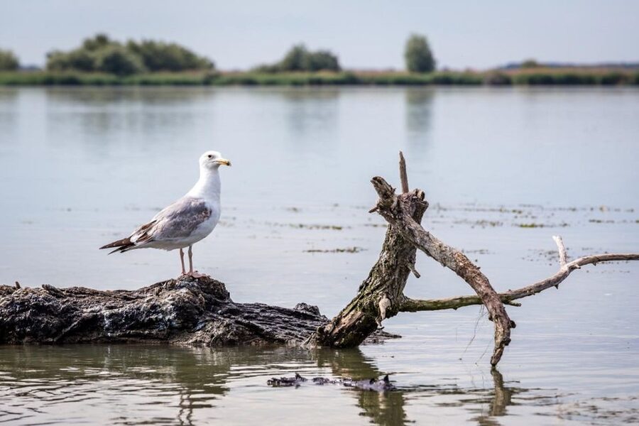 Danube Delta - 2-Day Tour from Bucharest - Bird watching vs fishing on the water: choose your vibe