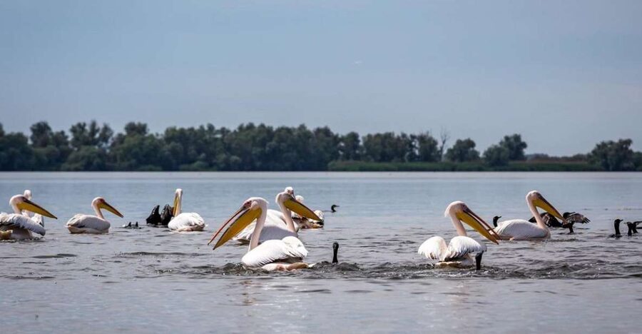 Danube Delta - 2-Day Tour from Bucharest - Price and value: is $505 fair for two days?