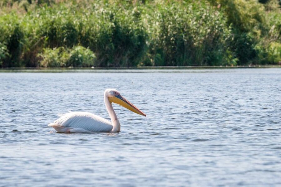 Danube Delta - 2-Day Tour from Bucharest - Bucharest to Constanta, then on to Tulcea: a smart warm-up