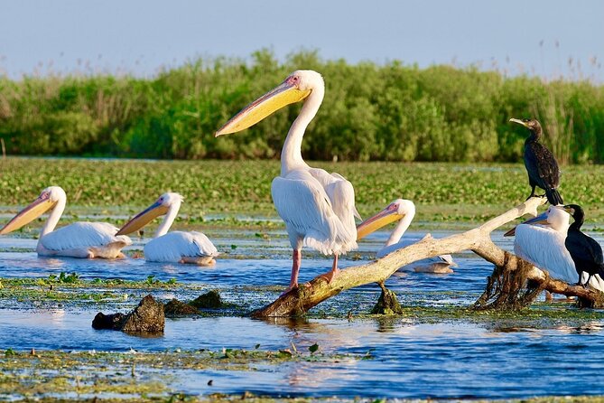 Danube Delta and Black See - 2 Days Private Tour from Bucharest - Mamaia beach time on the Black Sea, not just a photo stop