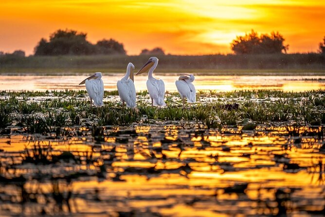 Danube Delta and Black See - 2 Days Private Tour from Bucharest - Food, comfort, and how the guide keeps it running smoothly