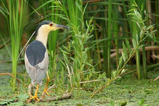 Danube Delta Private Tour from Bucharest - 2 Days tour - Practical tips that make the trip easier
