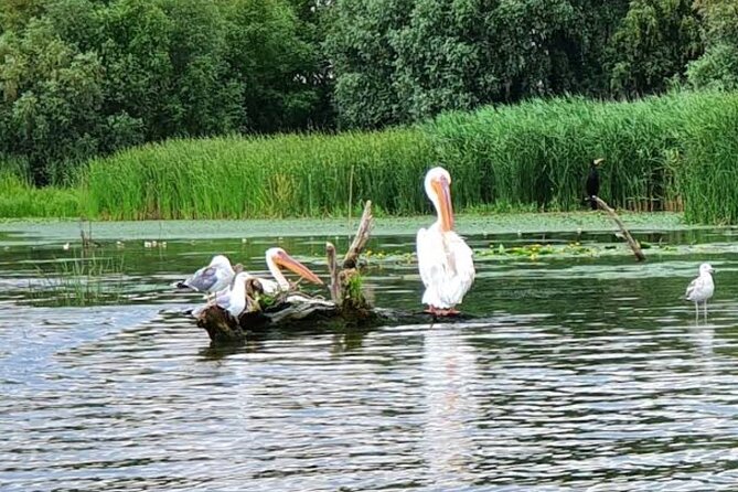 Danube Delta - Private Tour with Boat Trip & Traditional Lunch - 4 hours in the delta: boat cruise, birds, and real wildlife moments
