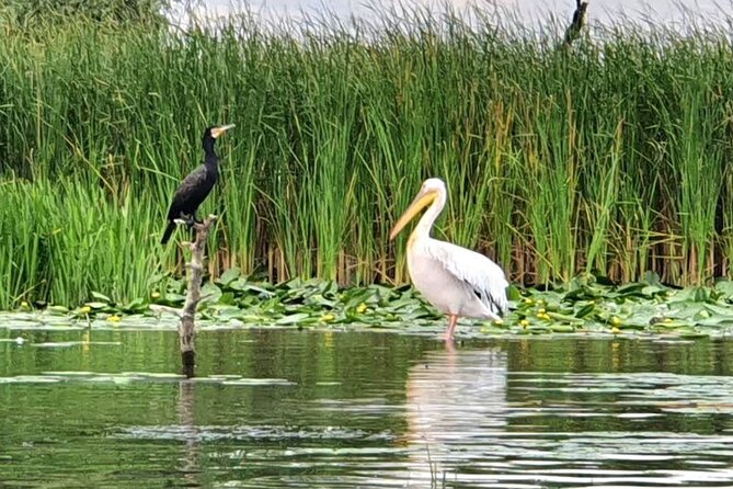 Danube Delta - Private Tour with Boat Trip & Traditional Lunch - Traditional lunch at the delta: fish feast and cash-only reality