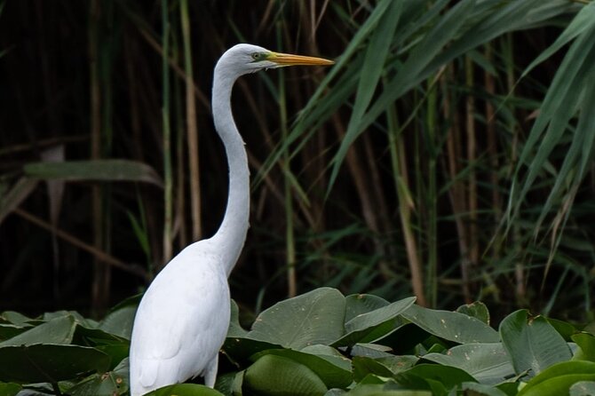 Danube Delta - Private Tour with Boat Trip & Traditional Lunch - Your guide and driver make or break the day