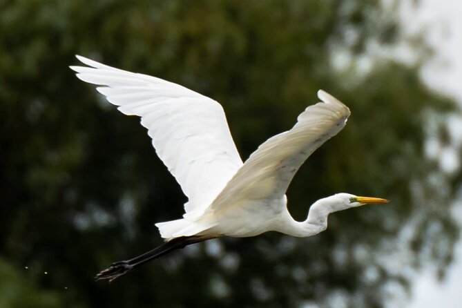 Danube Delta - Private Tour with Boat Trip & Traditional Lunch - Tips to boost your chances: heat, timing, and packing smart