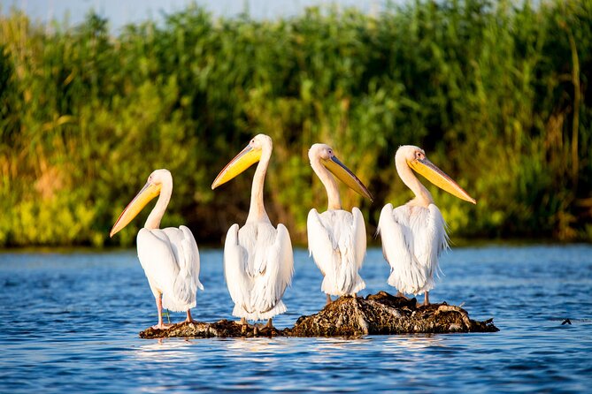 Day Trip from Bucharest to Danube Delta - Quick highlights that matter