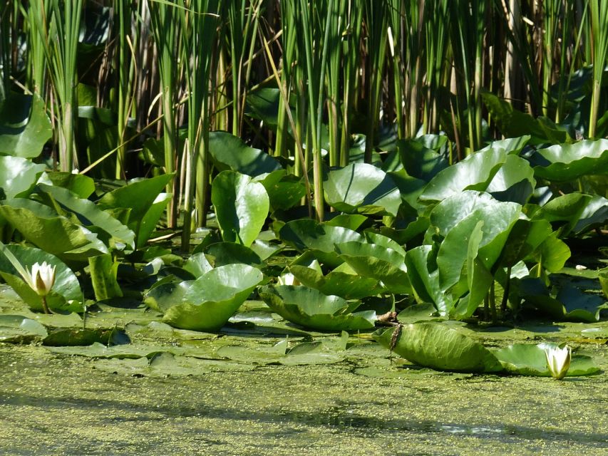 From Bucharest: 3-Day Danube Delta Birdwatching Private Tour - Mahmudia and the Delta safari day: wildlife watching plus big-picture nature talk