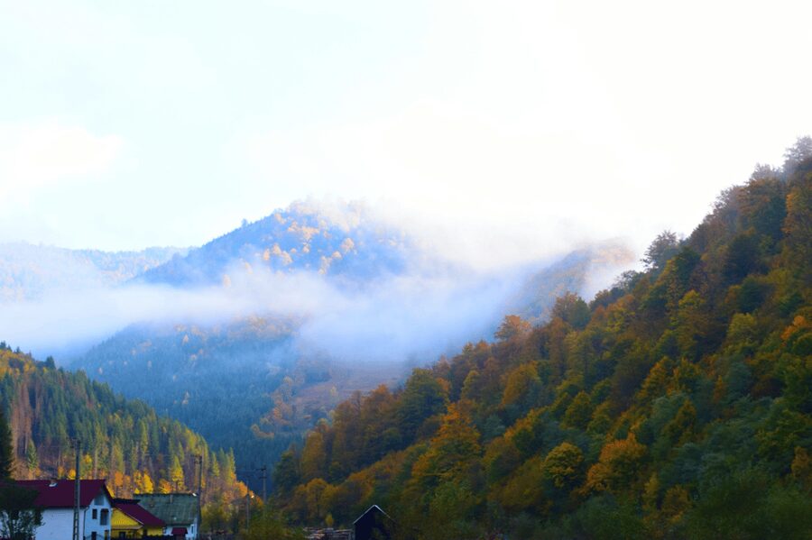 From Bucharest: Bear Sanctuary and 7 Ladders Canyon Day Trip - Libearty Bear Sanctuary in Zărnești: Forest Wellness With a Purpose