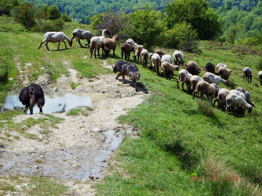 From Bucharest: Carpathian Villages and Sinaia Day Trip - Sinaia Gondola to 2100m: Panoramic Views That Actually Pay Off