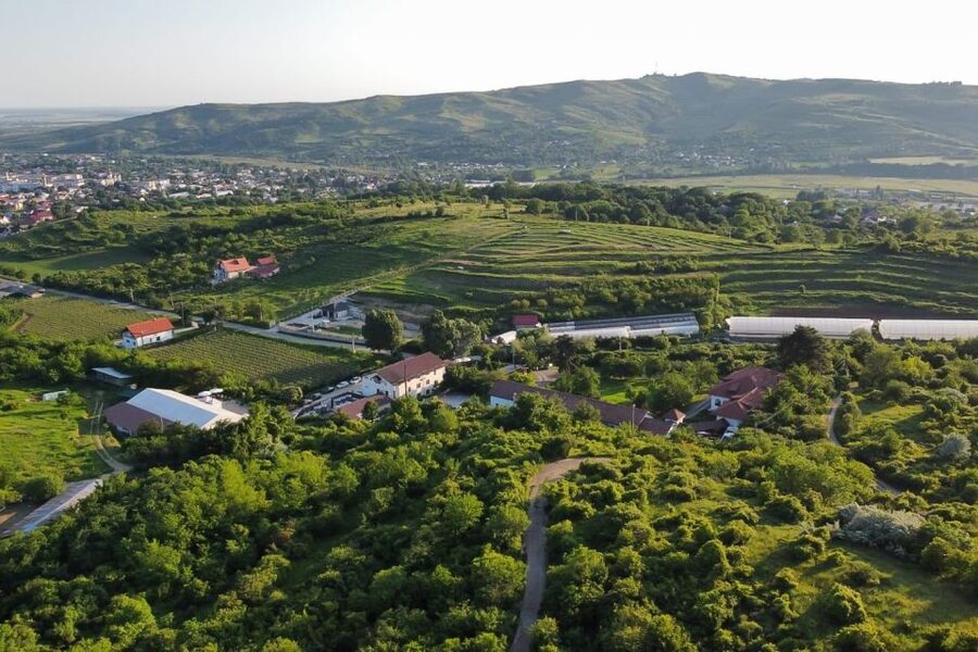 From Bucharest: Exclusive Dealu Mare Wine Tasting Tour - Dealu Mare in a Day From Bucharest