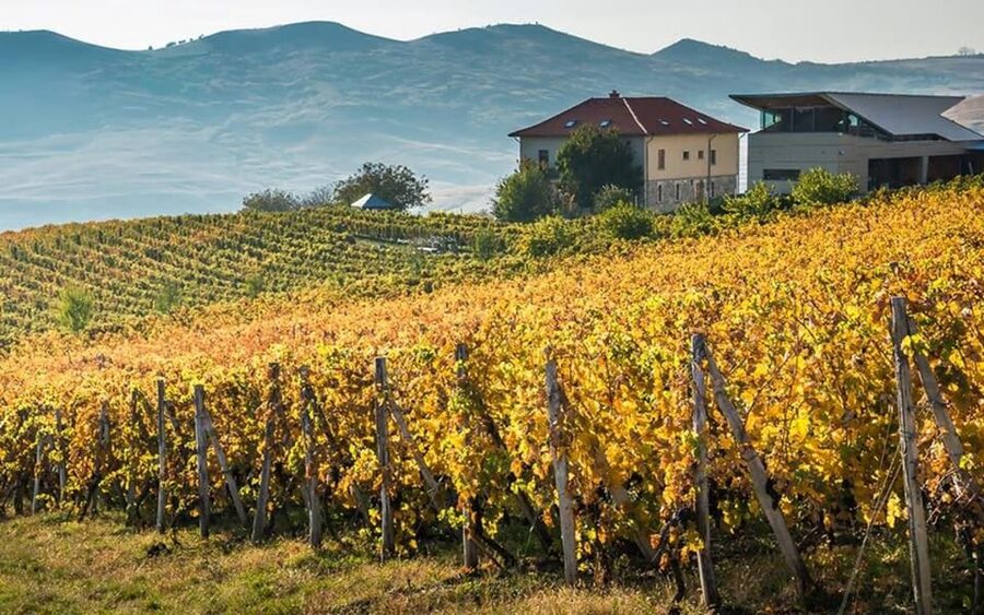 From Bucharest: Exclusive Dealu Mare Wine Tasting Tour - Lacerta Winery: Gravity-made wine and a strong start