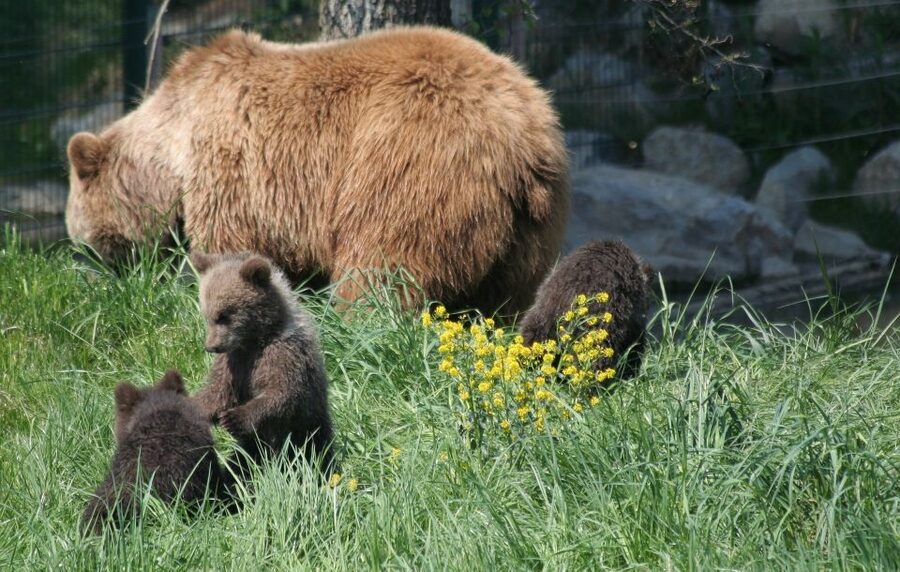 From Bucharest: Libearty Bear Sanctuary and Dracula's Castle - From Bucharest to the Carpathians: how the 10 hours really feel
