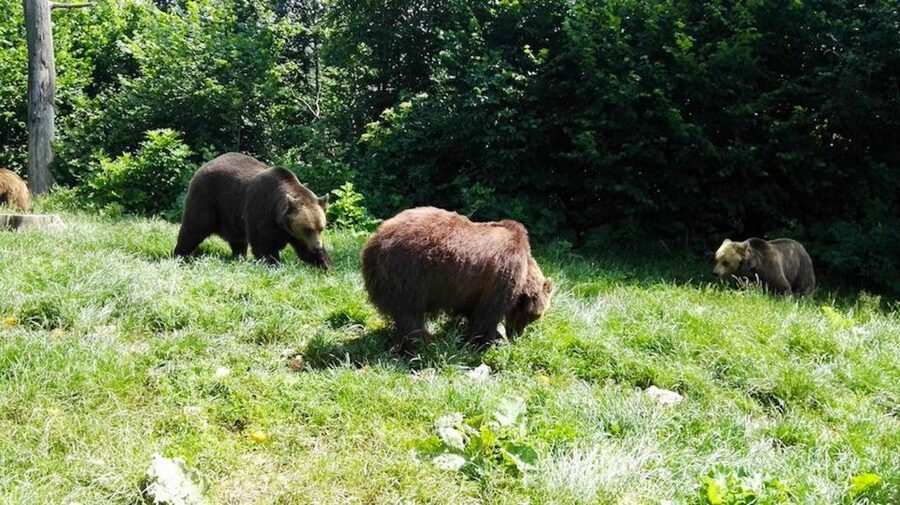 From Bucharest: Libearty Bear Sanctuary and Dracula's Castle - Guided time, lunch breaks, and what you should eat on your own schedule
