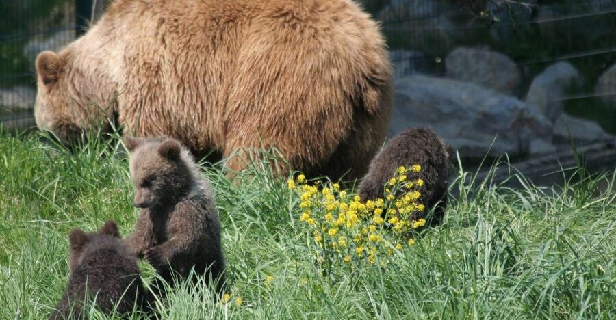 From Bucharest: Libearty Bear Sanctuary and Dracula's Castle - Your guide on board: why the English commentary changes the day