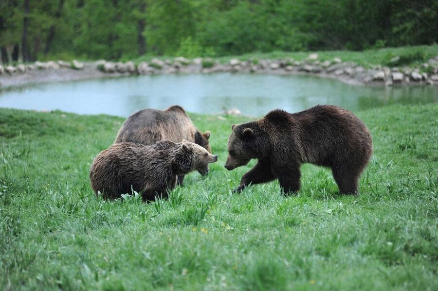 From Bucharest: Libearty Bear Sanctuary and Dracula's Castle - Practical tips so you enjoy every step