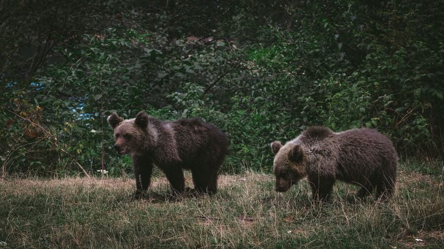 From Bucharest: Libearty Bear Sanctuary and Dracula's Castle - Should you book this Bucharest trip for bears and Bran?