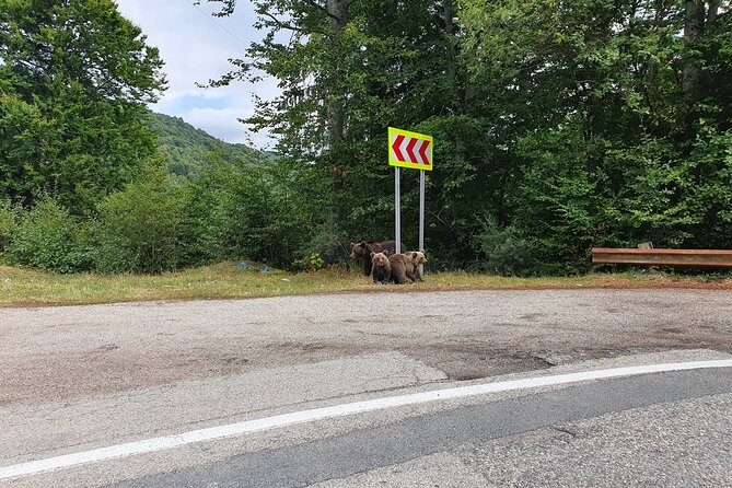 Full-Day Private Carpatian Garden with Dracula's Fortress - Wild Brown Bears - How the Day Stays Enjoyable Over 10 to 11 Hours