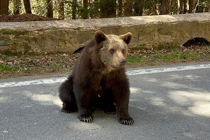 Hike to Poenari Fortress, Vidraru Dam, Argeș Monastery - Private - The mountain roads and the chance of wildlife