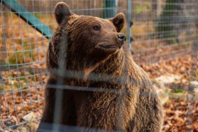 Legends&Wildlife Awaits: Dracula's Castle & Bear Sanctuary - Lunch near Bran plus shopping time, so you’re not stuck hunting food
