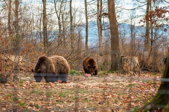 Legends&Wildlife Awaits: Dracula's Castle & Bear Sanctuary - Who this tour suits best, and who should think twice