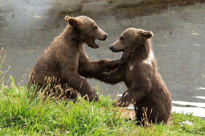 Libearty Bear Sanctuary and Dracula's Castle - Day Tour from Bucharest - The real time commitment from Bucharest