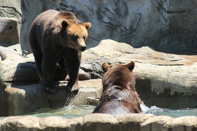 LiBEARty Brown Bear Sanctuary and the most important castles from Romania - Peleș Castle at the end: royal residence mood shift
