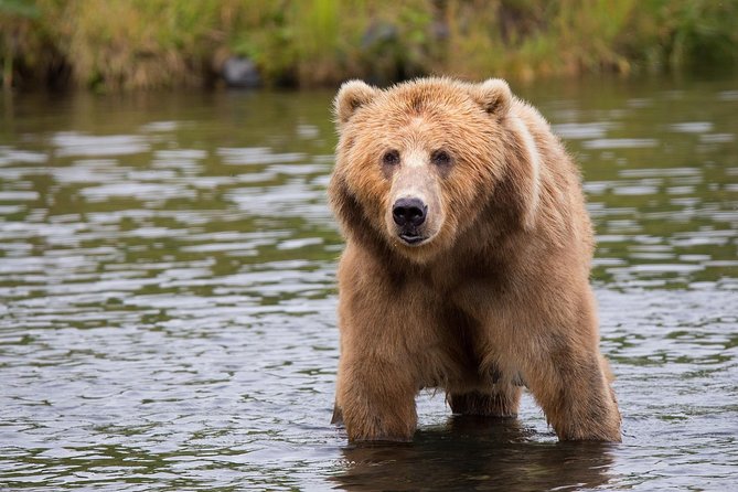 LiBEARty Brown Bear Sanctuary and The Real Dracula Tour - Key Points at a Glance