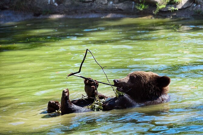 Meet the Free Bears and visit Dracula's Castle in a Day Trip from Bucharest - Price and Logistics: What $219.80 Actually Buys