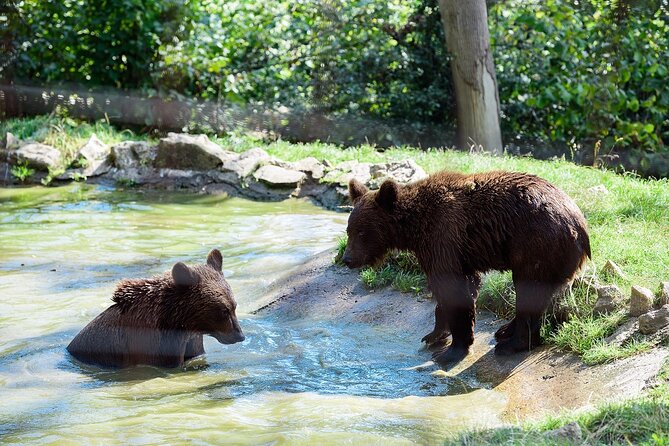 Meet the Free Bears and visit Dracula's Castle in a Day Trip from Bucharest - Stop 1: Libearty Bear Sanctuary Zarnesti, Rescued Bears in the Forest