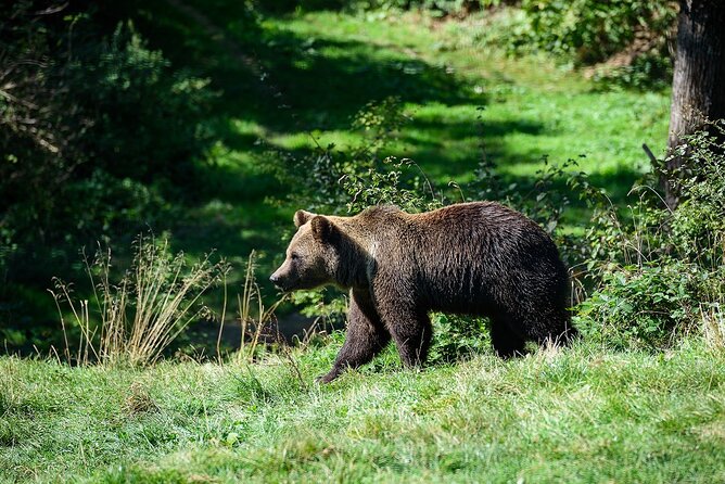 Meet the Free Bears and visit Dracula's Castle in a Day Trip from Bucharest - Stop 2: Bran Castle, Dracula’s Castle With the Correct Name
