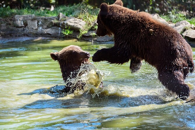 Meet the Free Bears and visit Dracula's Castle in a Day Trip from Bucharest - How the 8 to 10 Hour Day Feels in Real Life