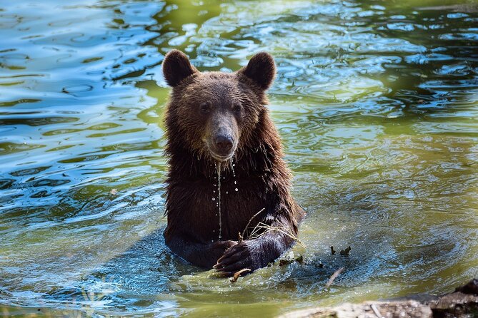 Meet the Free Bears and visit Dracula's Castle in a Day Trip from Bucharest - Adjusting the Day to Fit Your Group
