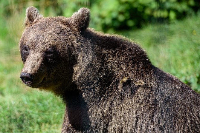 Meet the Free Bears and visit Dracula's Castle in a Day Trip from Bucharest - Who This Tour Suits Best