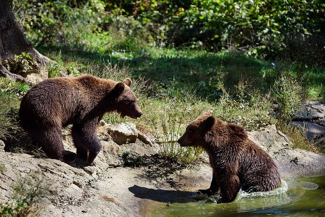 Meet the Free Bears and visit Dracula's Castle in a Day Trip from Bucharest - The 7:00 am Start and Drop-Off Reality
