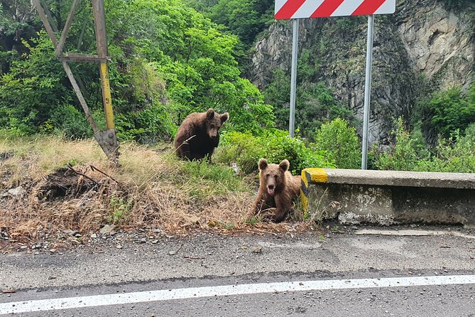 Meet Wild Brown Bears on the Roads to Real Dracula's Fortress - How the route turns Dracula lore into real places