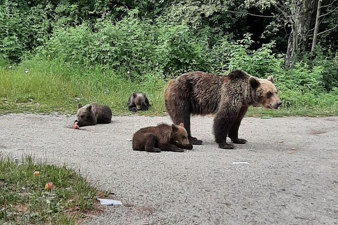 Meet Wild Brown Bears on the Roads to Real Dracula's Fortress - Poienari Castle and 1,480 stairs, the real Dracula-style climb