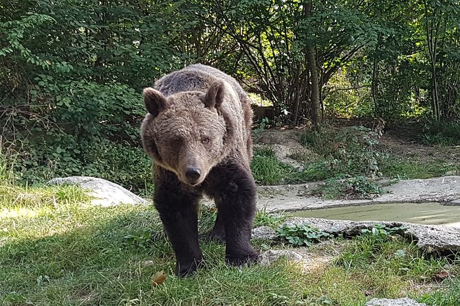 Meet Wild Brown Bears on the Roads to Real Dracula's Fortress - Private guide time, plus flexibility that you will feel