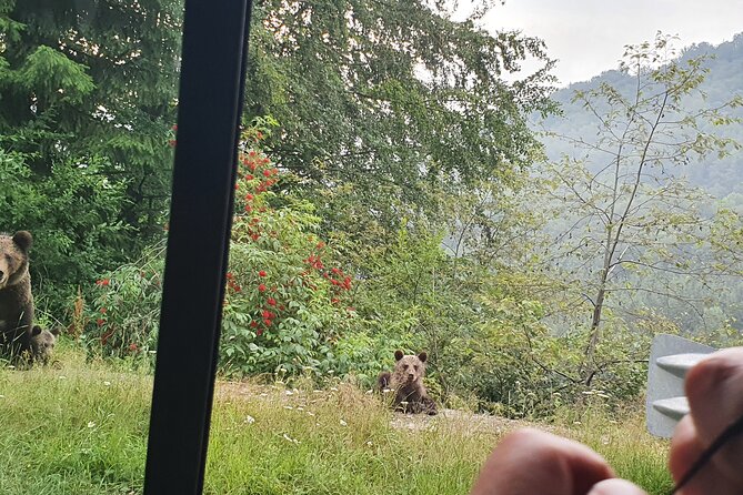 Meet Wild Brown Bears on the Roads to Real Dracula's Fortress - Price and value: what $297.68 buys you on this day trip