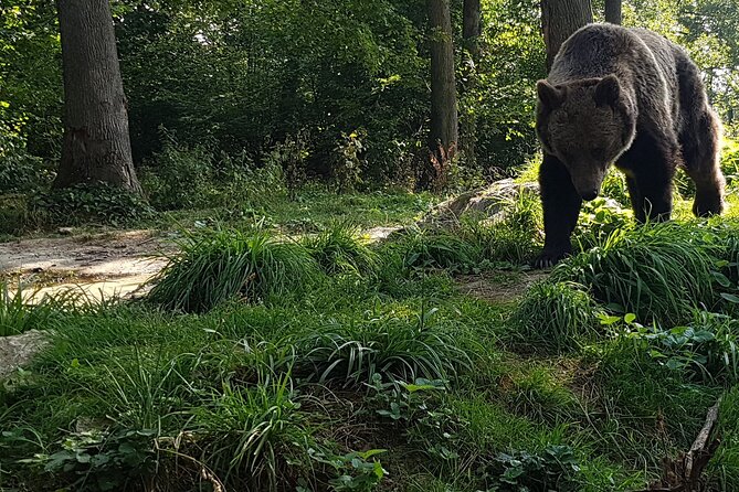 Meet Wild Brown Bears on the Roads to Real Dracula's Fortress - Curtea de Arges Monastery, where Wallachian kings rest