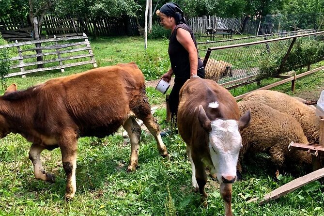 Original Carpathian Village Experience and Sinaia in one day tour - Pickup, timing, and why the group size matters