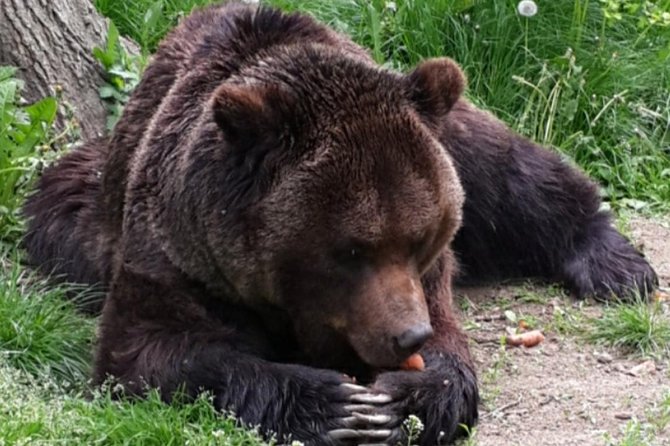 Private 4-Day Tour in Transylvania including Transfagarasan Road from Bucharest - Day 4: Bear Sanctuary near Zarnesti and Snagov Monastery back toward Bucharest
