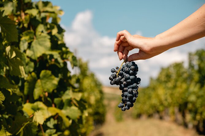 Private Tasting Expedition Along Romania’s Most Famous Wine Route - Should you book this Dealu Mare wine route tasting?