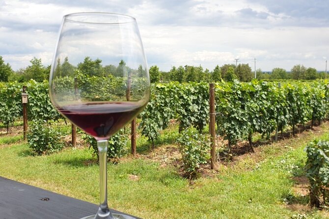 Private Wine Tasting in Cellar and the Winemaking process - What the driving and private setup do for your experience