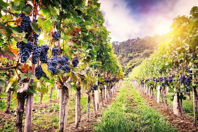 Romanian Wine Tasting - From Bucharest streets to sub-Carpathian wine country