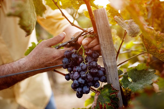 Romanian Wine Tasting - How the tastings work, plus how to make them fun