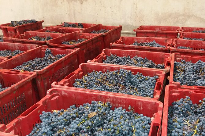 Salt Mine, the Muddy Volcanoes and Wine Tasting Private Day Tour from Bucharest! - Lacerta Winery and why it can be the best hour of your day