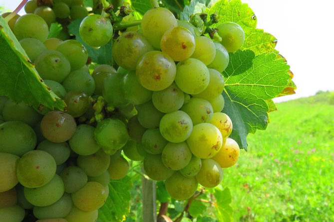 The wine route by bike - Timing and weather: plan for a countryside day, not a city sprint